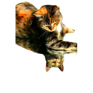 A Playful Cat Lies On A Mirror Outdoors, Reflecting The Sky And Trees. 13534 - Cat PNG image with transparent background